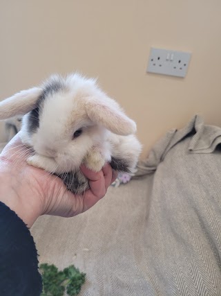 Diffin's mini lop bunnies