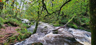 Golitha Falls National Nature Reserve