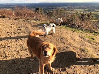 Waggy Walkies Surrey