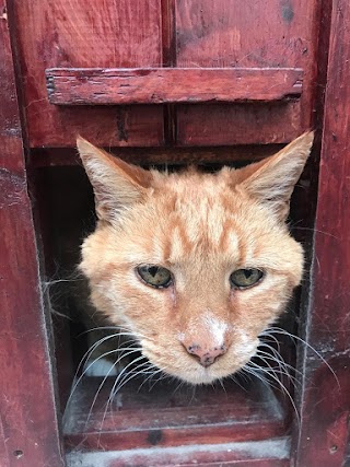 Beechwood Cattery