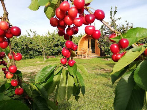 Orchard Pods