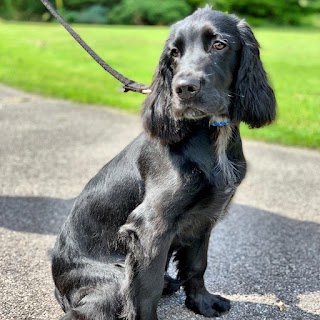 Rural Paws Dog Grooming