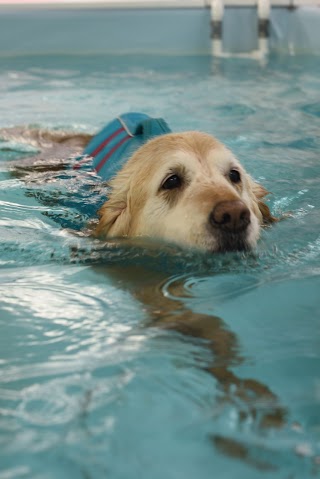 Woozelbears Hydrotherapy and Grooming