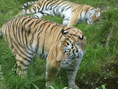 Highland Wildlife Park