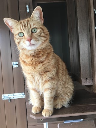 Puss in Rhoose Boarding Cattery