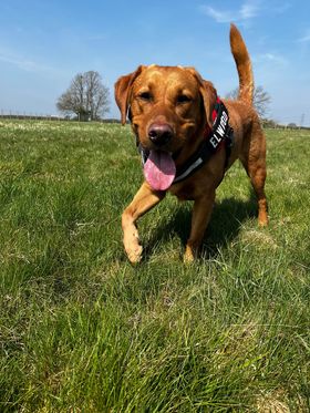 East Hull Dog Walking Field