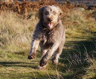 Dottie’s Dog Walking Services - Dog Grooming Sheffield