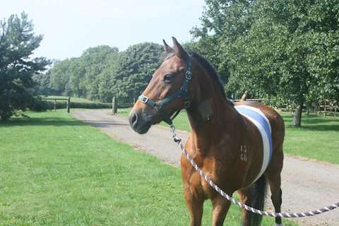 Avonvale Equine Veterinary Practice