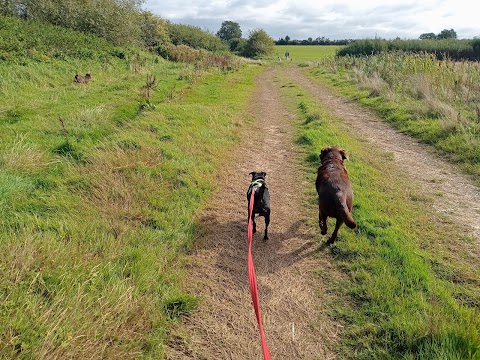 Walking Arthur's Gang