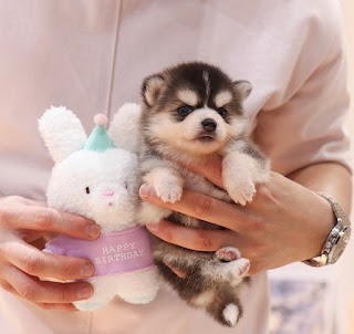 Teacup Dog and Puppies Store UK