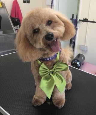 Barks N Bows Dog grooming And Self Service Dog Wash