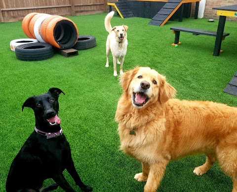 Rags & Bert's Doggy Daycare & Hotel