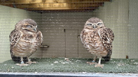 Loch Lomond Bird of Prey Centre