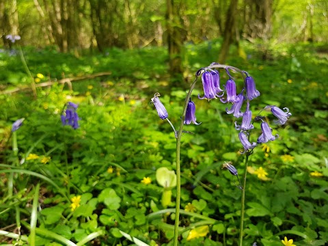 Lower Woods Nature Reserve