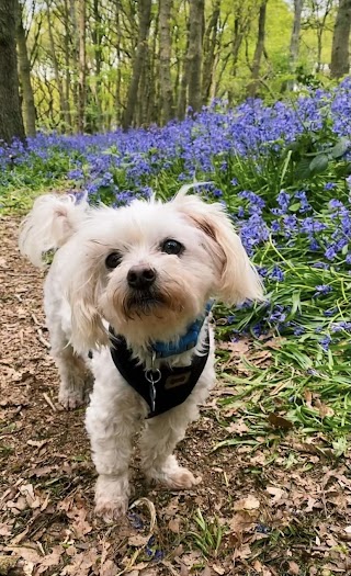 Aireborough Dog Walking