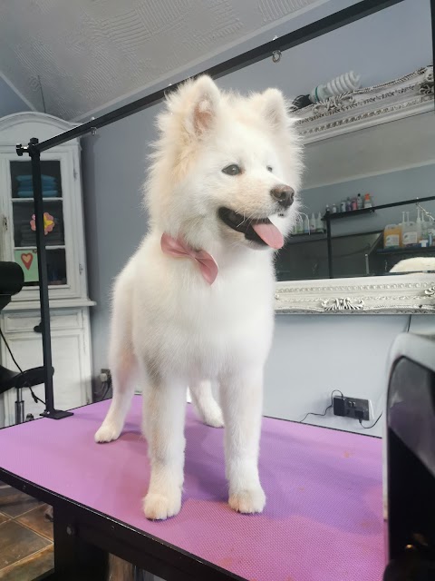 Boni dog and cat friendly grooming salon