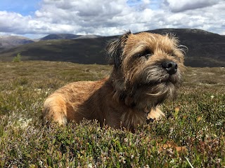 Steve walks dogs, Dog Walker Based In Peterculter, Aberdeen