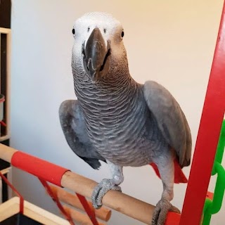 African Grey Parrots