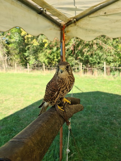 Haven Falconry Bird of Prey Centre