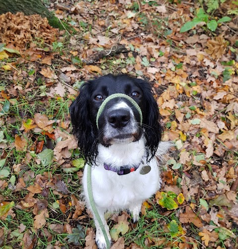 Lady and the Hound Dog Walking