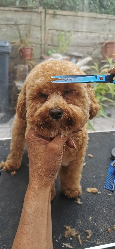 Wythenshawe dog grooming