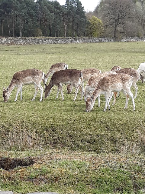 Deer Barn Tearoom