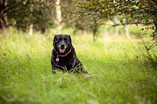 Avondale Veterinary Group