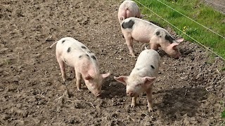 Piglets Adventure Farm