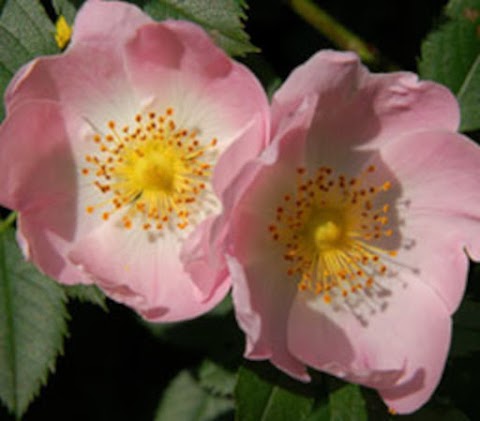 The Wildflower Patch