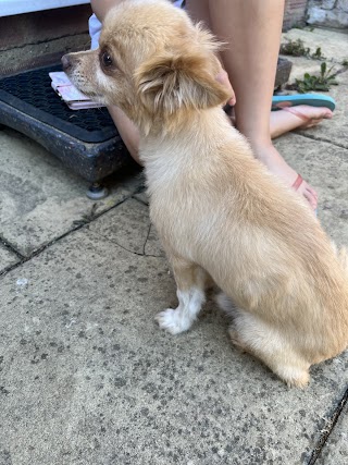 Sabrina's Pawfection Grooming Salon