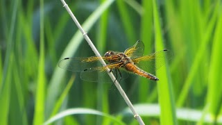 Wheatfen Broad - Ted Ellis Trust