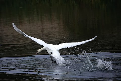 Sprotbrough Flash