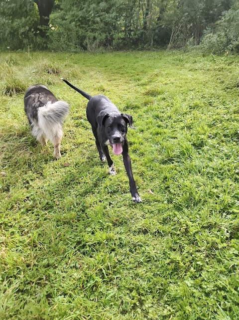 Prestwood Doggy Play Park