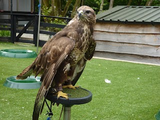 Loch Lomond Bird of Prey Centre