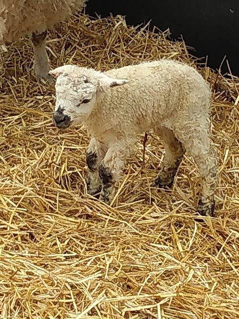 Hesketh Farm Park