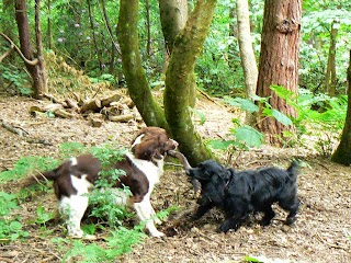 Paws On Dog Walking