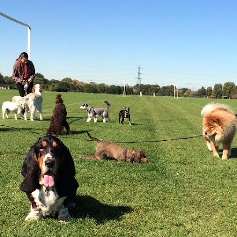 Reservoir Dogs Daycare