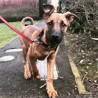 Curly Tails Dog walking