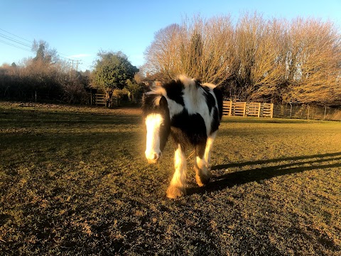 Bowthorpe Marsh