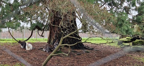 Leonardslee Wallaby Enclosure