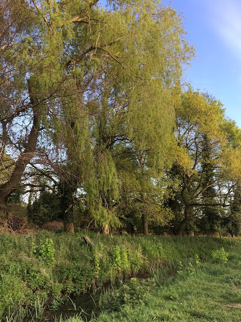 Lucy's Meadow