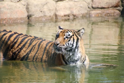 Wildheart Animal Sanctuary, Isle of Wight