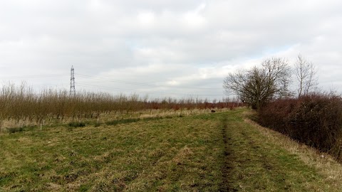 Soar Lane Diamond Wood