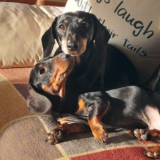 Little Sizzlers Hotel - Home Boarding and Daycare for Dachshunds.