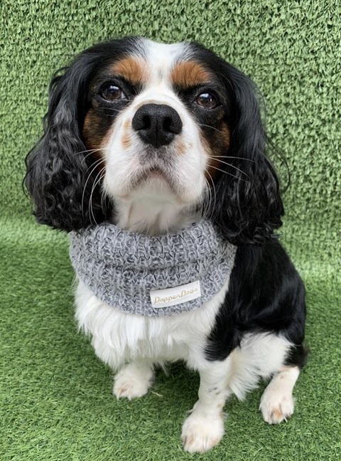 Dapper Dogs Of Bearwood