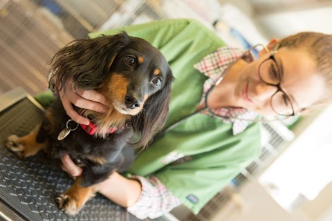 The Corner Veterinary Surgery