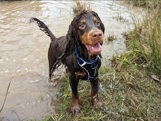 Treks Dugs Walk 'n' Roll