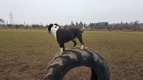 Off The Lead Dog Park