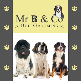 Mr B & Co Dog Grooming