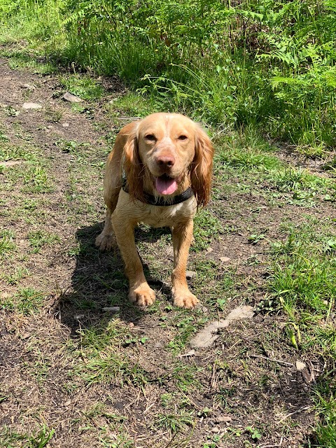 Big Bark Dog Walking